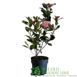 Photinia Fraseri 'Carré Rouge' 2Ltr Pot (NL) 5 Photinia Fraseri 'Carré Rouge' 2Ltr Pot (NL) -Hozel Garden Shop 0000000398517
