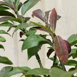 Euonymus Alatus 'Compactus' Plant 4Ltr Pot (NL) -Hozel Garden Shop 00000275 3
