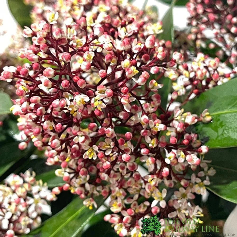 Skimmia Japonica 'Rubella' 1.5Ltr Pot (NL) 2 Skimmia Japonica 'Rubella' 1.5Ltr Pot (NL) - Image 2