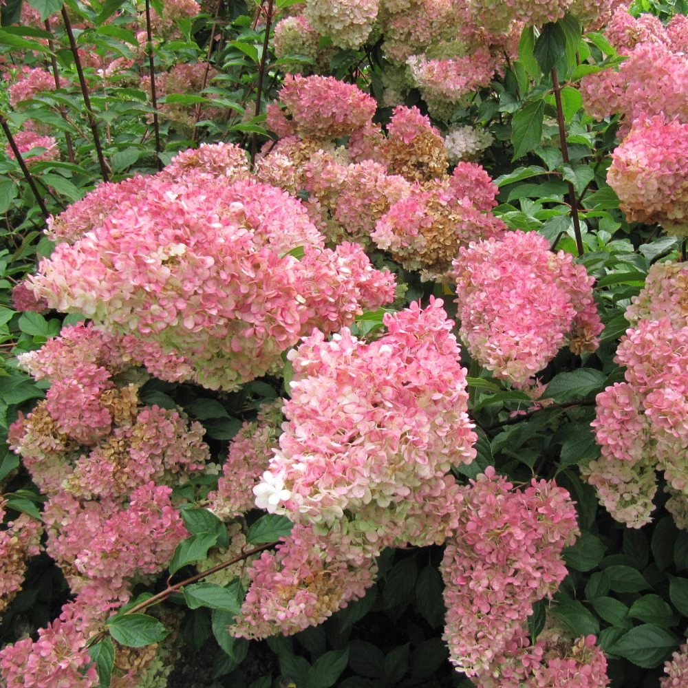 Hydrangea 'Vanille-Fraise' 40cm Tall (NL) 1 Hydrangea 'Vanille-Fraise' 40cm Tall (NL)
