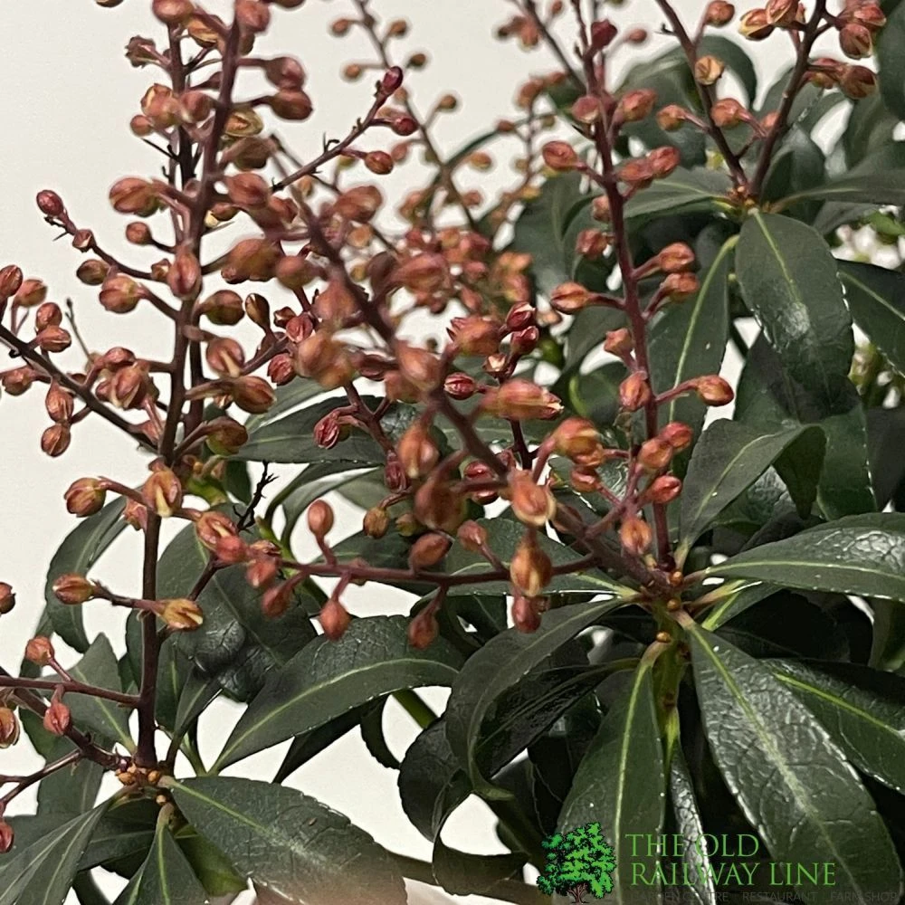 Pieris 'Bonfire' Plant 2Ltr Pot 2 Pieris 'Bonfire' Plant 2Ltr Pot - Image 2