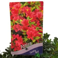 Azalea 'Geisha Red' Plant 3Ltr Pot (NL) 5 Azalea 'Geisha Red' Plant 3Ltr Pot (NL) -Hozel Garden Shop 00001652 2