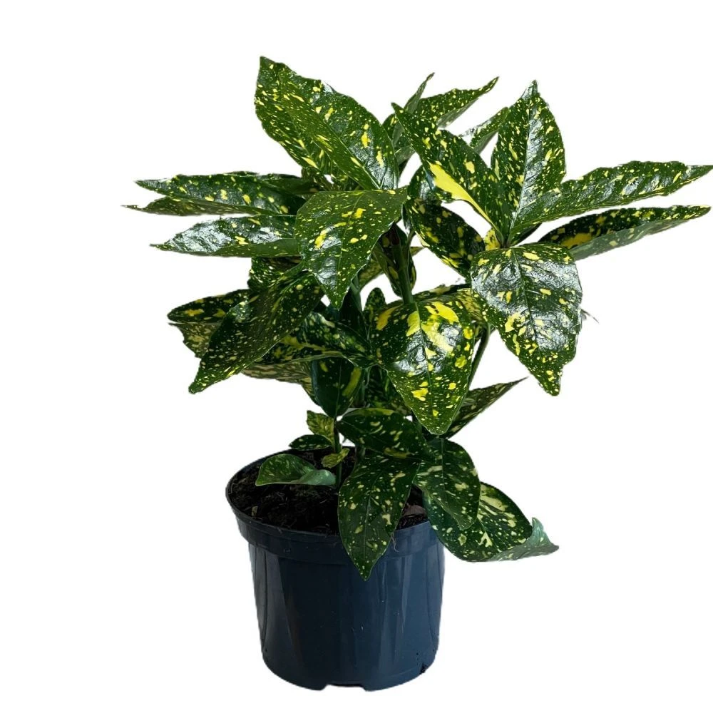 Aucuba Japonica 'Golden King' 2Ltr Pot (NL) 1 Aucuba Japonica 'Golden King' 2Ltr Pot (NL)