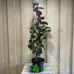 Corylus 'Red Majestic' Hazel Tree 70cm Tall (NL) -Hozel Garden Shop 00002653 2