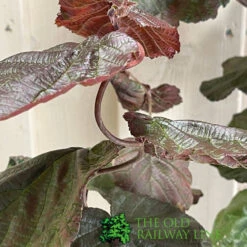 Corylus 'Red Majestic' Hazel Tree 70cm Tall (NL) -Hozel Garden Shop 00002653 3