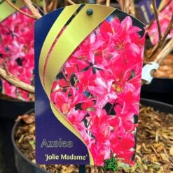 Azalea (Deciduous) 'Jolie Madame' 7.5Ltr Pot (NL)