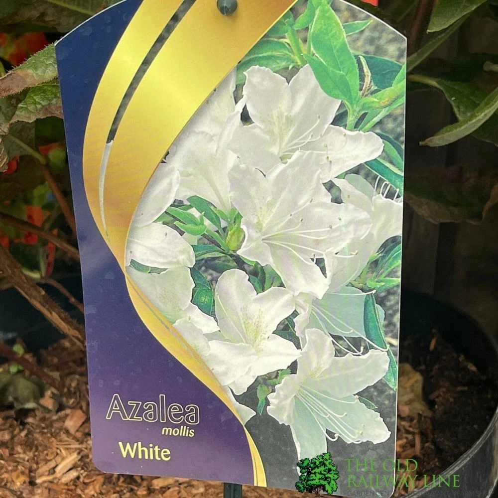 Azalea Mollis 'White' 7.5Ltr Pot (NL) 1 Azalea Mollis 'White' 7.5Ltr Pot (NL)