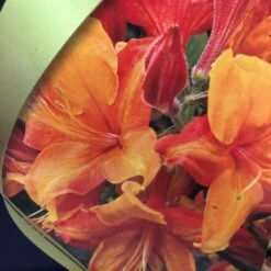 Azalea (Deciduous) 'Golden Eagle' 7.5Ltr Pot (NL) 6 Azalea (Deciduous) 'Golden Eagle' 7.5Ltr Pot (NL) -Hozel Garden Shop 00002759 2