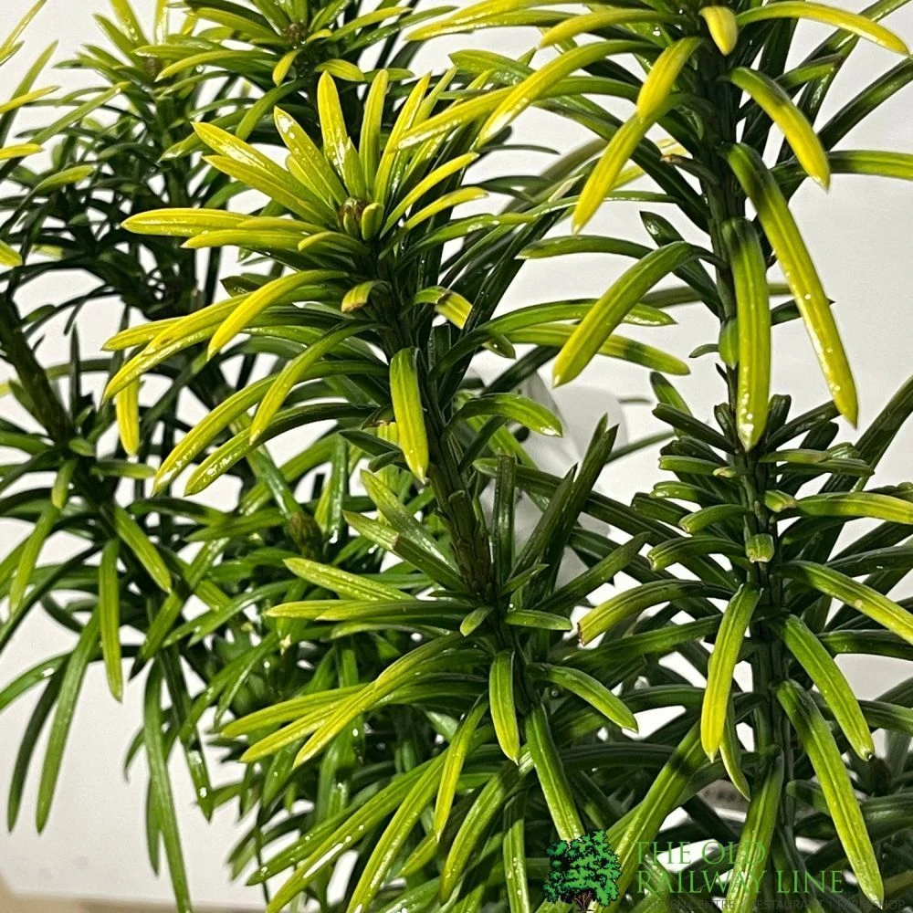 Cephalotaxus 'Korean Gold' Plum Yew Conifer 40cm Tall (NL) 2 Cephalotaxus 'Korean Gold' Plum Yew Conifer 40cm Tall (NL) - Image 2