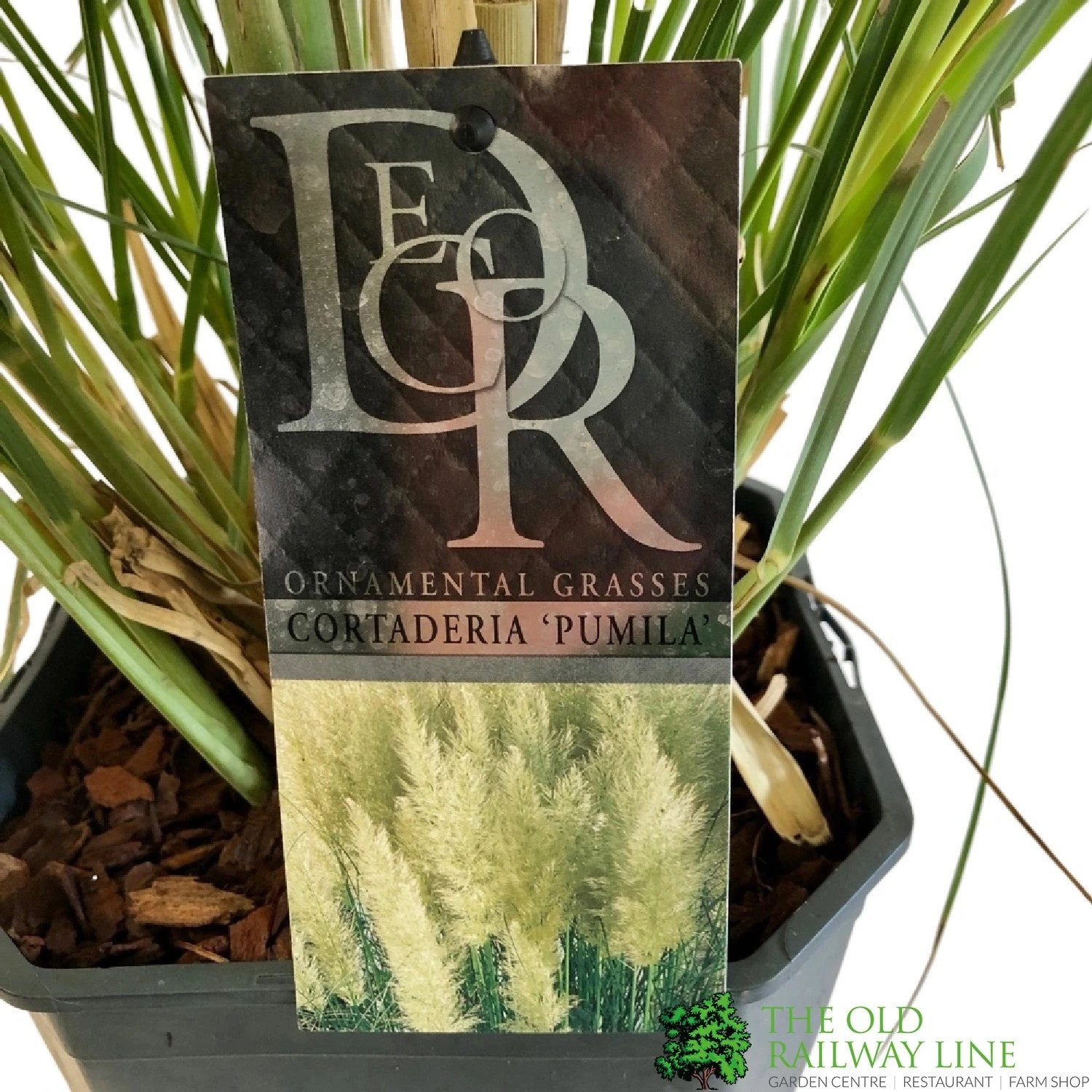 Cortaderia 'Pumila' 5Ltr Pot (NL) 2 Cortaderia 'Pumila' 5Ltr Pot (NL) - Image 2