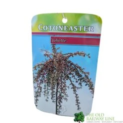 Cotoneaster 'Juliette' 80cm Tall (NL) 6 Cotoneaster 'Juliette' 80cm Tall (NL) -Hozel Garden Shop 30001111 1