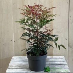 Nandina Domestica 'Obsessed' 2Ltr Pot (NL) 5 Nandina Domestica 'Obsessed' 2Ltr Pot (NL) -Hozel Garden Shop 30002508 2