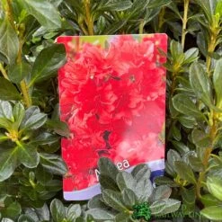 Azalea 'Geisha Orange' 3Ltr Pot (NL) 5 Azalea 'Geisha Orange' 3Ltr Pot (NL) -Hozel Garden Shop 30008869 5b9b6a4d 2eef 4de9 a7d5 74d146507ae8