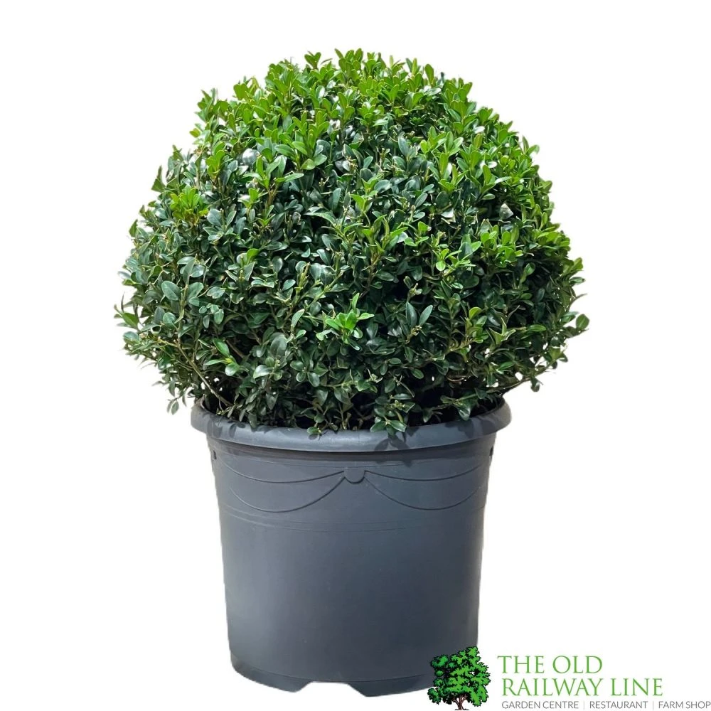 Buxus Ball 30cm Diameter Box Topiary Plant 7.5Ltr Pot 1 Buxus Ball 30cm Diameter Box Topiary Plant 7.5Ltr Pot