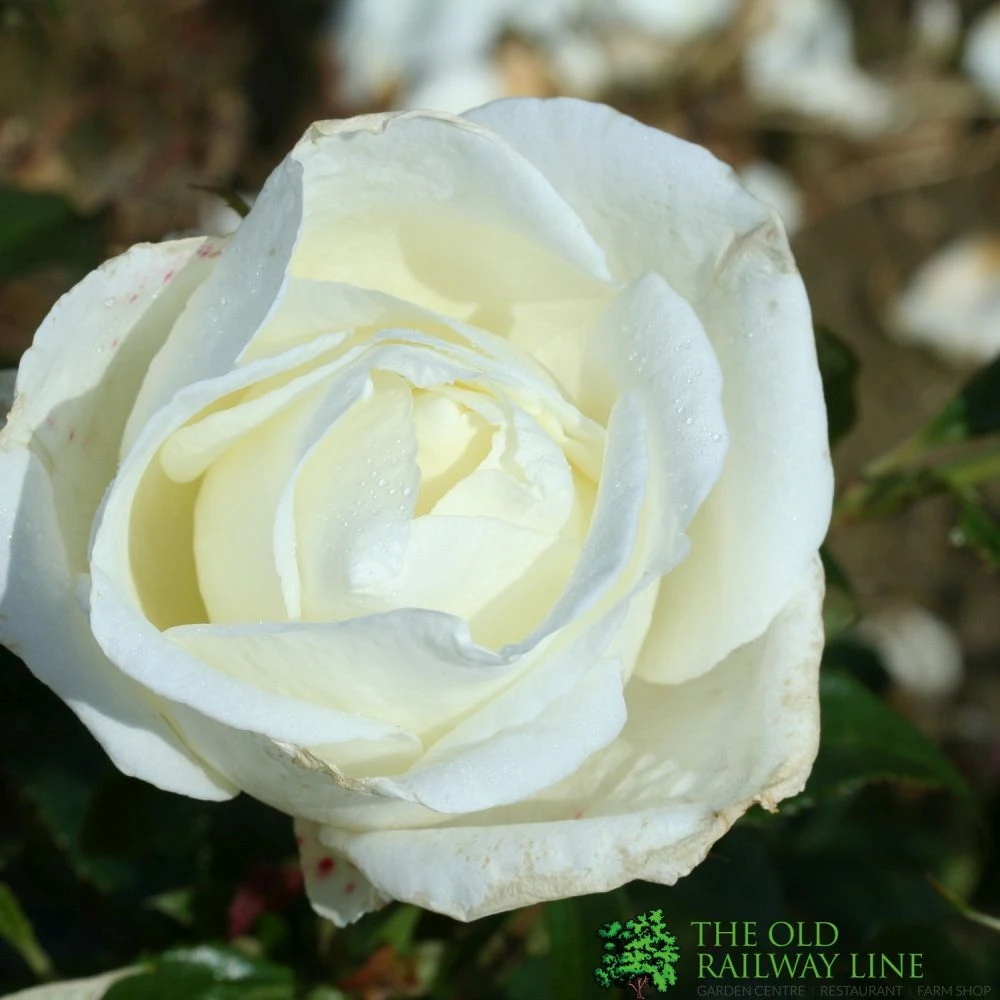 Whartons 'Silver Anniversary' Hybrid Tea White Rose Plant 3Ltr Pot 1 Whartons 'Silver Anniversary' Hybrid Tea White Rose Plant 3Ltr Pot