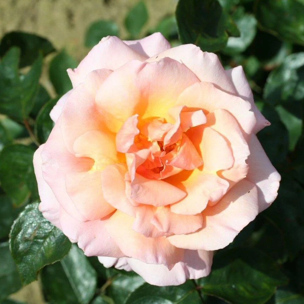Peach Climbing Rose 'Compassion' 4Ltr Pot 1 Peach Climbing Rose 'Compassion' 4Ltr Pot