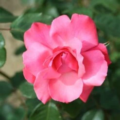 Whartons &#039;Galway Bay&#039; Pink Climbing Rose 4Ltr Pot