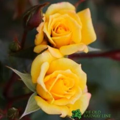 Whartons &#039;Laura Ford&#039; Yellow Climbing Rose 4Ltr Pot