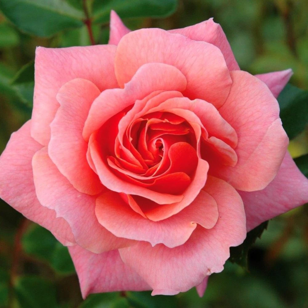 Pink Shrub Rose 'Festive Jewel' 4Ltr Pot 1 Pink Shrub Rose 'Festive Jewel' 4Ltr Pot