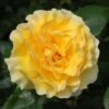 Yellow Shrub Rose 'Grosvenor House' 4Ltr Pot
