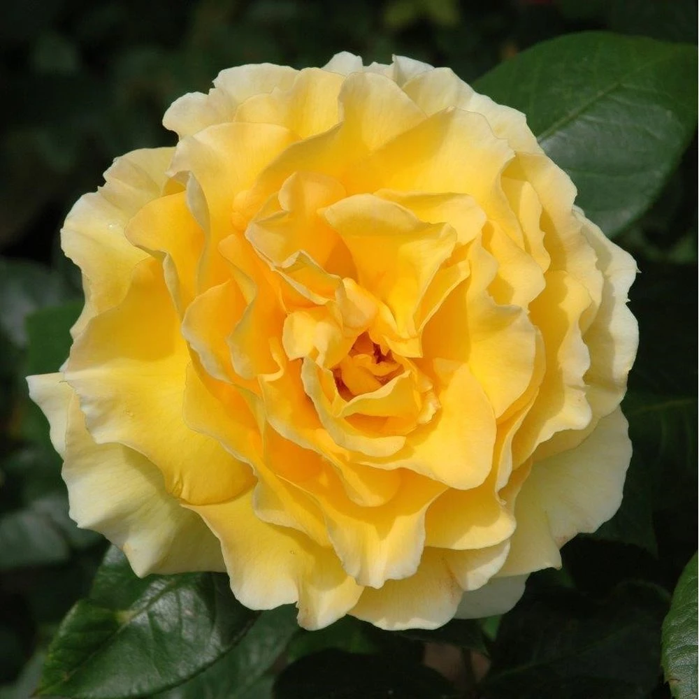 Yellow Shrub Rose 'Grosvenor House' 4Ltr Pot 1 Yellow Shrub Rose 'Grosvenor House' 4Ltr Pot