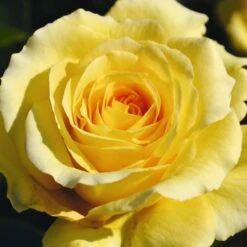 Yellow Climbing Rose &#039;Sommergold&#039; 4Ltr Pot