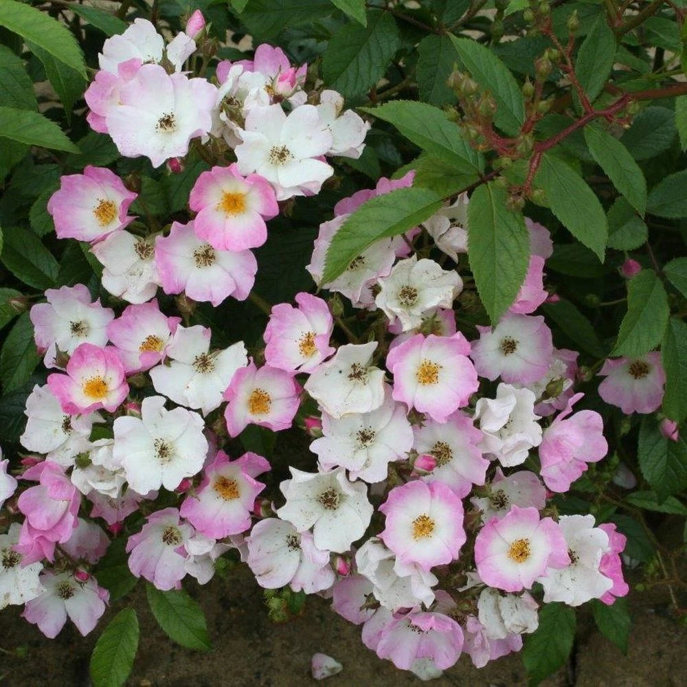 Pink Shrub Rose 'Ballerina' 4Ltr Pot 1 Pink Shrub Rose 'Ballerina' 4Ltr Pot