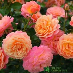 Whartons &#039;Peach Melba&#039; Peach Climbing Rose 3Ltr Pot