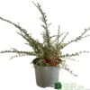 Cotoneaster Horizontalis Plant 3Ltr Pot