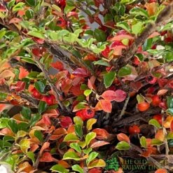Cotoneaster Horizontalis Plant 3Ltr Pot -Hozel Garden Shop 5019756161533 3