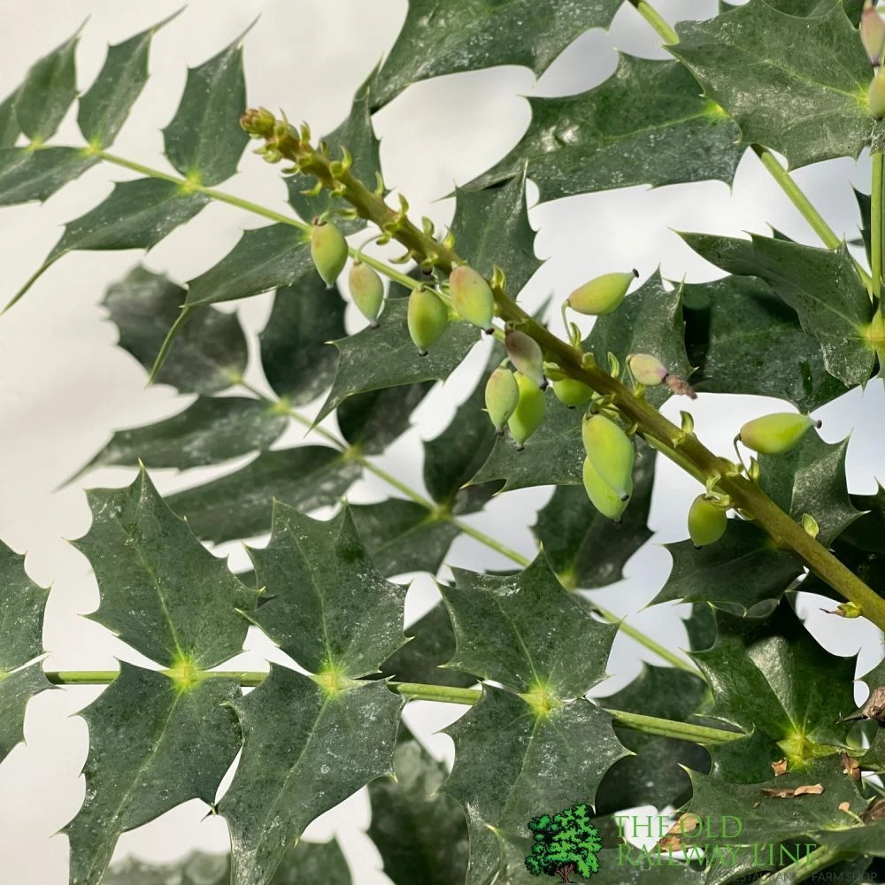 Mahonia 'Charity' Plant 3Ltr Pot 2 Mahonia 'Charity' Plant 3Ltr Pot - Image 2