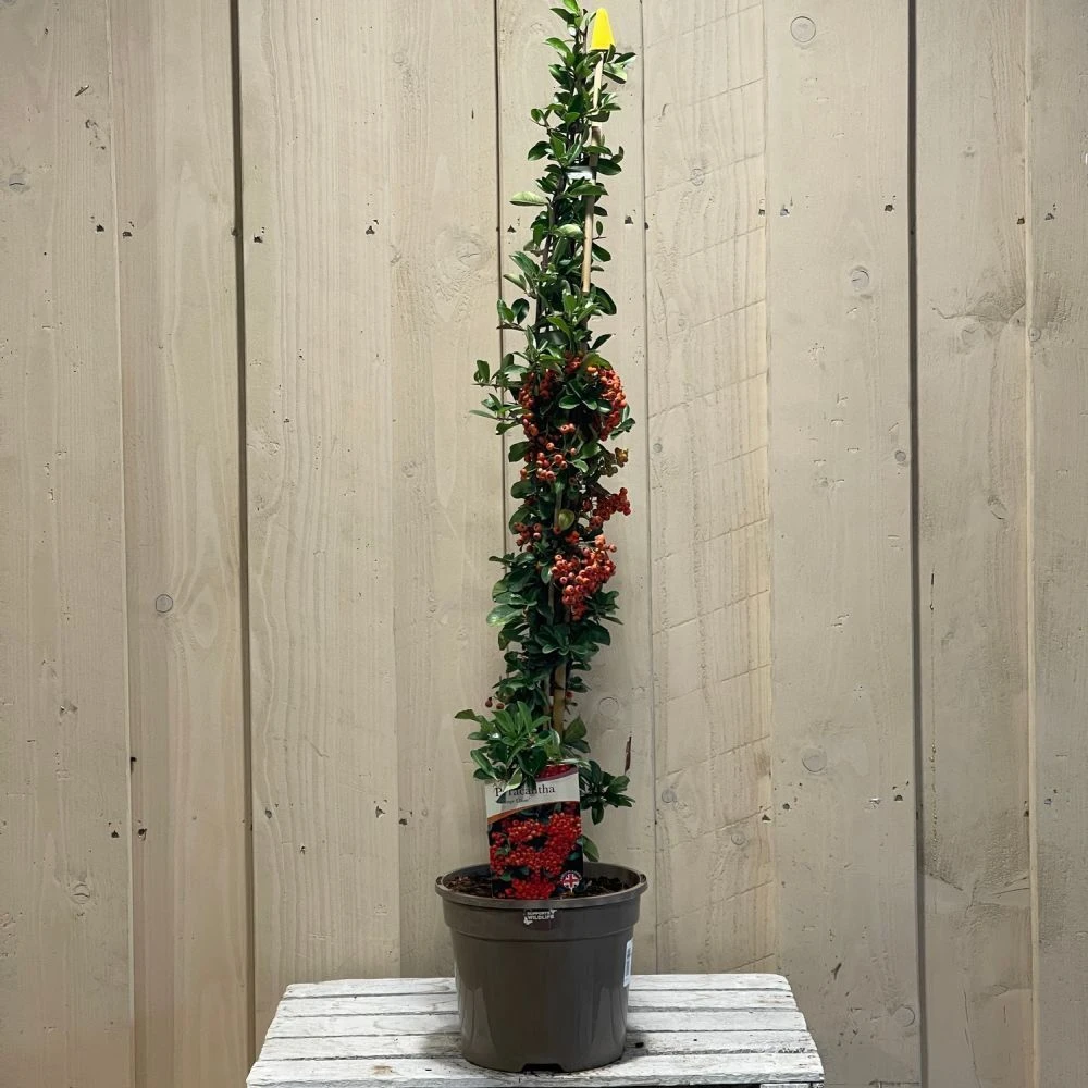 Pyracantha 'Orange Glow' Firethorn 3Ltr Pot 2 Pyracantha 'Orange Glow' Firethorn 3Ltr Pot - Image 2