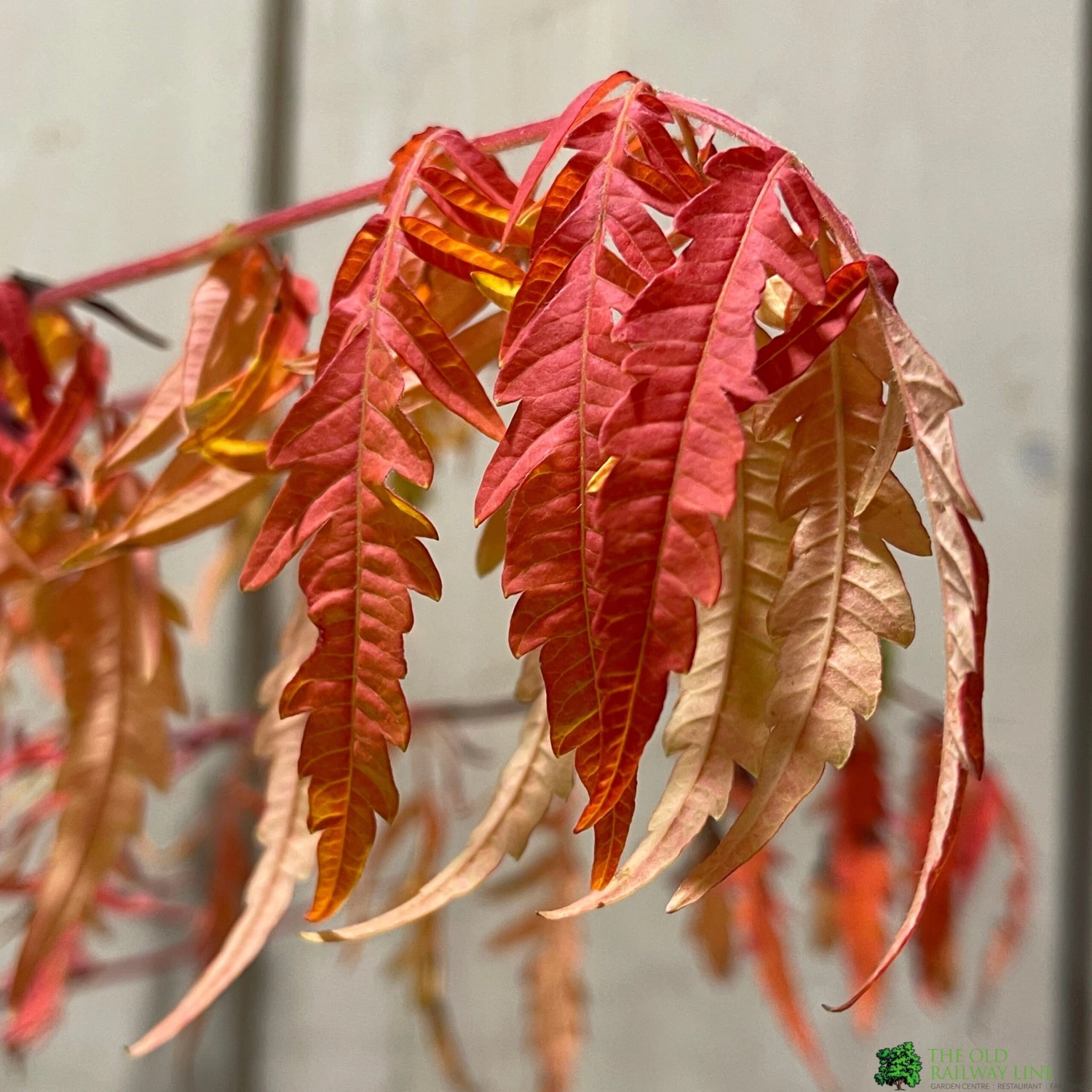 Rhus Typhina 'Tiger Eyes' 3Ltr Pot (NL) 2 Rhus Typhina 'Tiger Eyes' 3Ltr Pot (NL) - Image 2