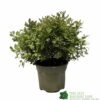 Pittosporum 'Tom Thumb' 3Ltr Pot