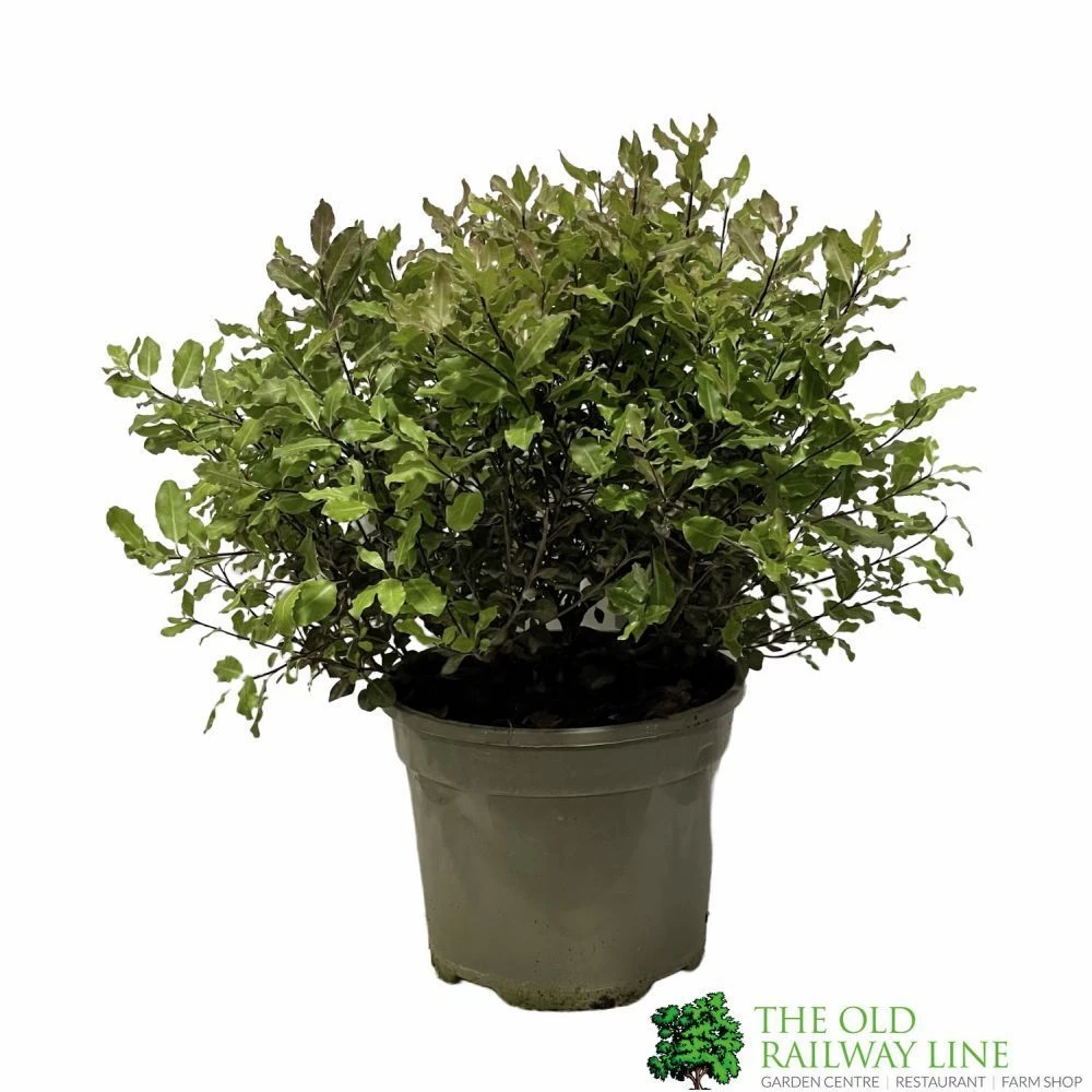 Pittosporum 'Tom Thumb' 3Ltr Pot 1 Pittosporum 'Tom Thumb' 3Ltr Pot