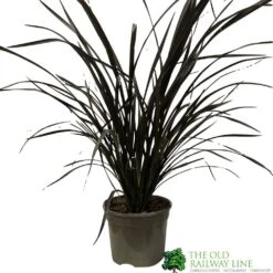 Phormium 'Platts Black' Flax 3Ltr Pot