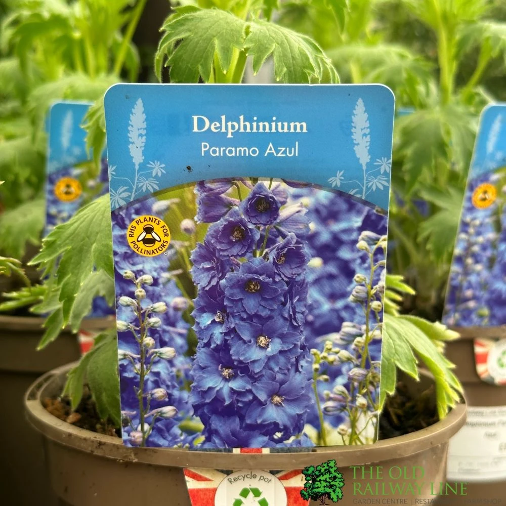 Delphinium Paramo 'Azul' 2Ltr Pot 1 Delphinium Paramo 'Azul' 2Ltr Pot