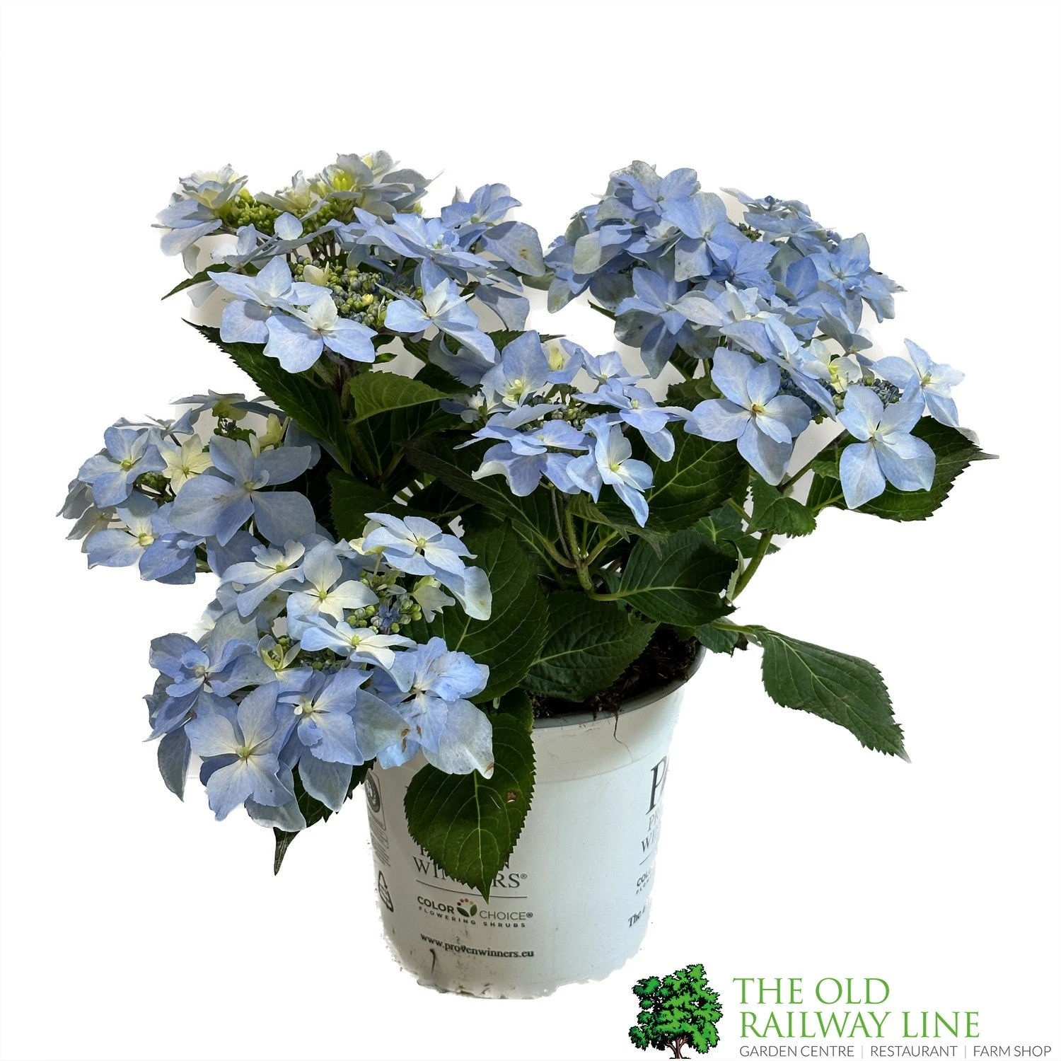 Hydrangea 'Blue Sprinkles' 5Ltr Pot 1 Hydrangea 'Blue Sprinkles' 5Ltr Pot
