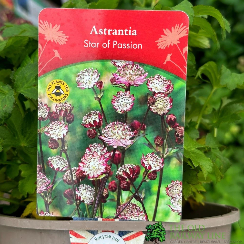 Astrantia 'Star Of Passion' 2Ltr Pot 1 Astrantia 'Star Of Passion' 2Ltr Pot
