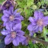 Clematis 'Bijou' Trailing/Climbing Plant 2 Ltr Pot