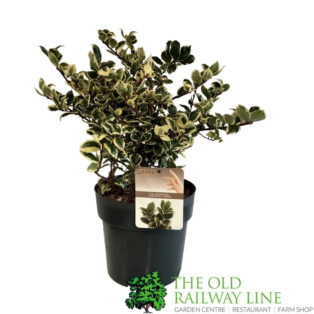 Ilex 'Casanova' 3Ltr Pot (NL) 1 Ilex 'Casanova' 3Ltr Pot (NL)