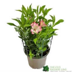 Alstroemeria &#039;Summer Break&#039; 3Ltr Pot