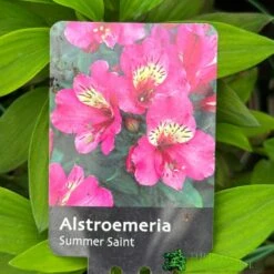 Alstroemeria &#039;Summer Saint&#039; 3Ltr Pot