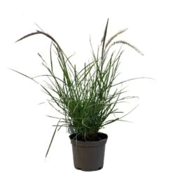 Pennisetum 'Sky Rocket' Grass 2 Ltr Pot