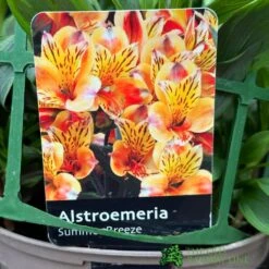 Alstroemeria &#039;Summer Breeze&#039; Peruvian Lily 3Ltr Pot