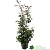 Photinia Fraseri 'Red Robin' 80cm Tall (IT)