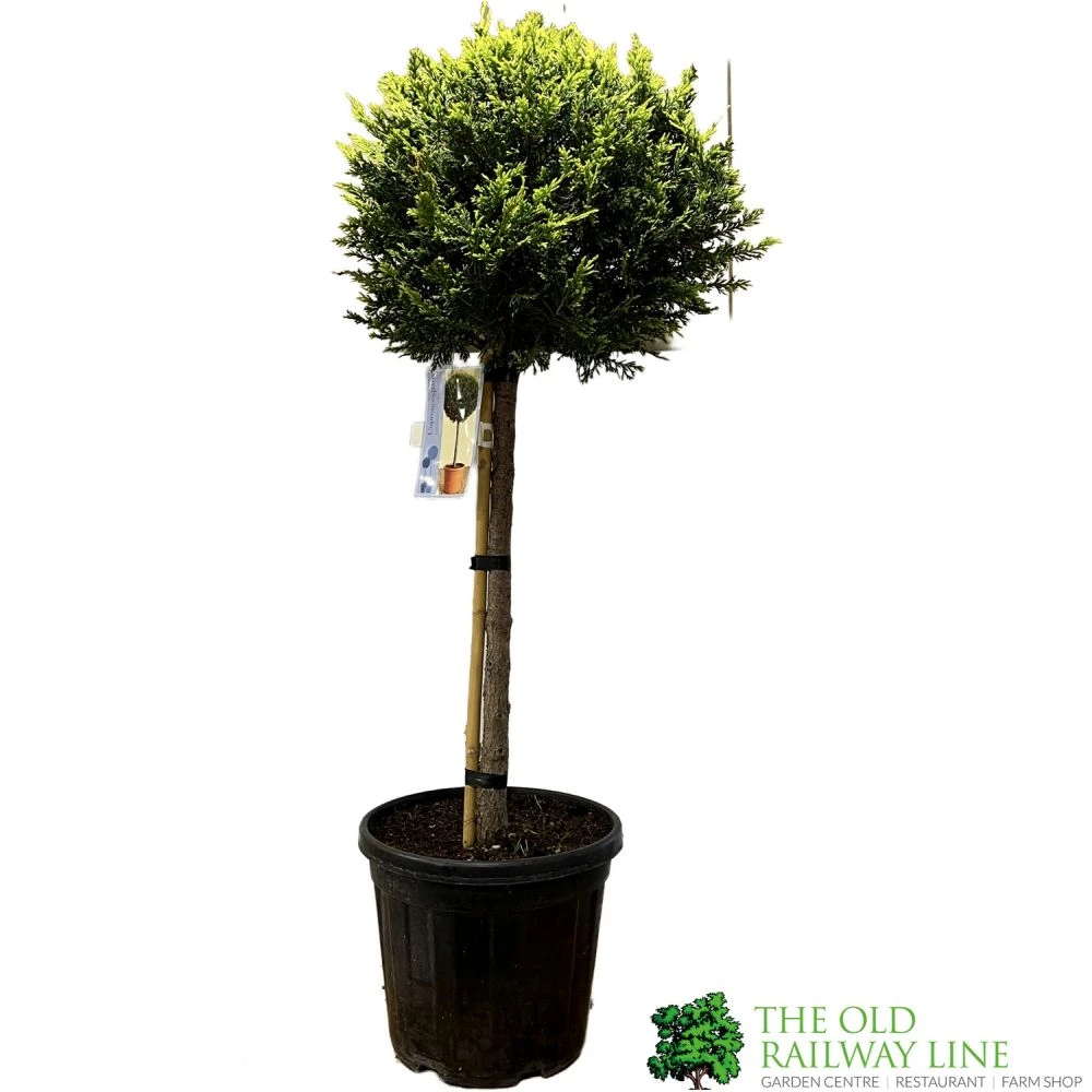 Cupressus Leylandii 'Castlewellan Gold' Half-standard Conifer 140cm Tall 1 Cupressus Leylandii 'Castlewellan Gold' Half-standard Conifer 140cm Tall