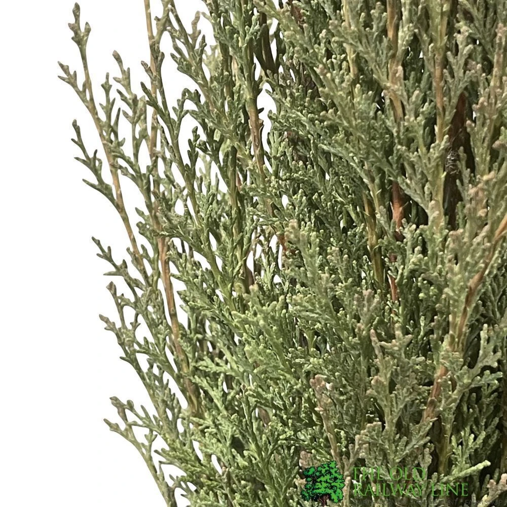 Cupressus Sempervirens 'Totem' Conifer 1m Tall (IT) 2 Cupressus Sempervirens 'Totem' Conifer 1m Tall (IT) - Image 2