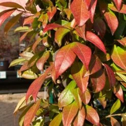 Trachelospermum Jasminoides Arch Trained Jasmine Climber 18Ltr Pot 5 Trachelospermum Jasminoides Arch Trained Jasmine Climber 18Ltr Pot -Hozel Garden Shop 5021768019641 2