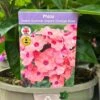 Phlox 'Sweet Summer Dream Orange Rose' 3Ltr Pot